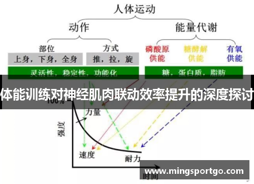 体能训练对神经肌肉联动效率提升的深度探讨
